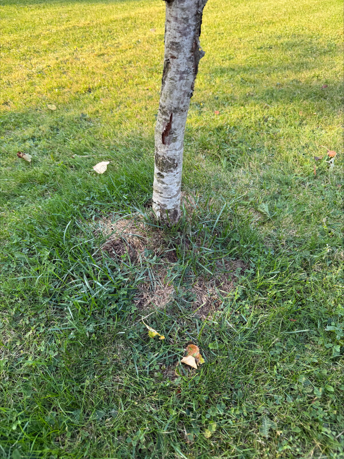 Stemguard - Trädskydd - Bild 4